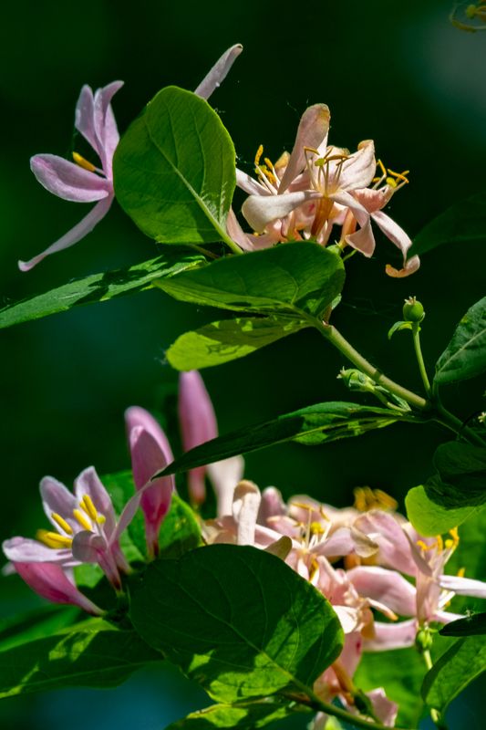 Some Springtime Flowers