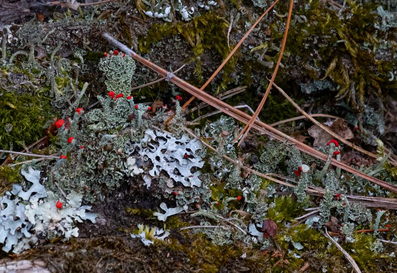 Among the Pine Needles