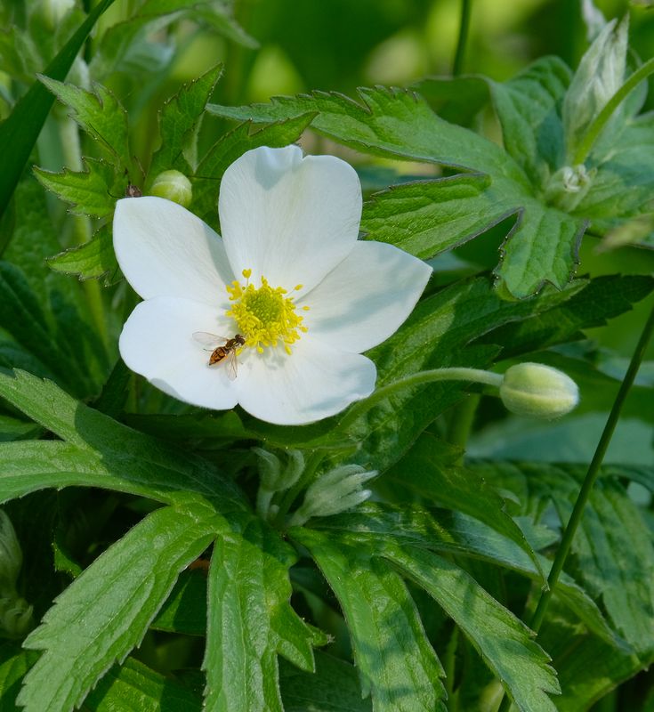Hover Fly on Canada Anemone