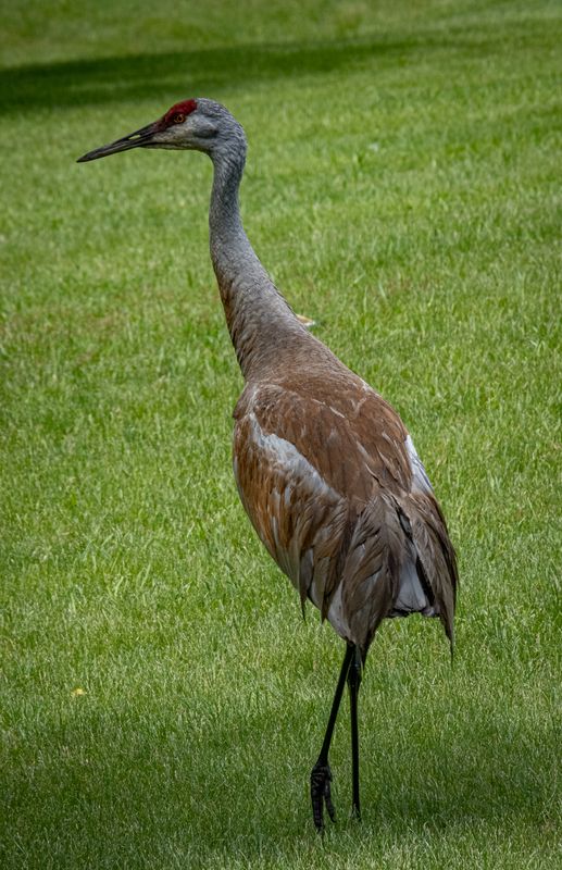 Sandhill Crane