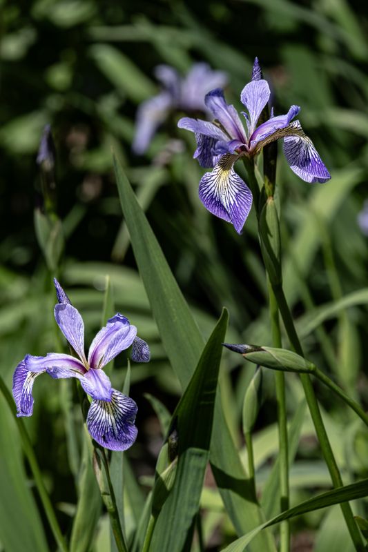 Wild Iris