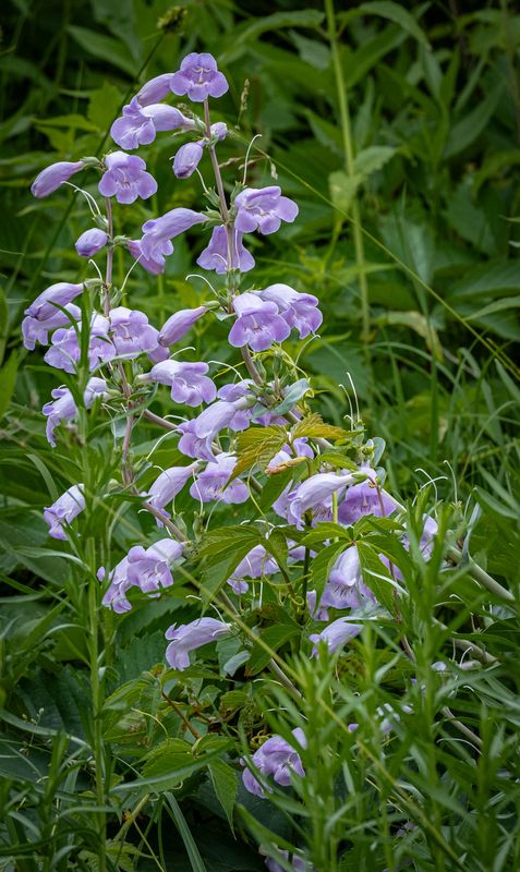 Wild Purple Flowers