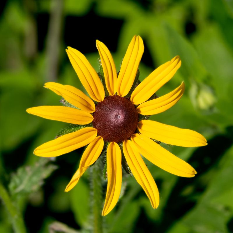 Just Another Wildflower