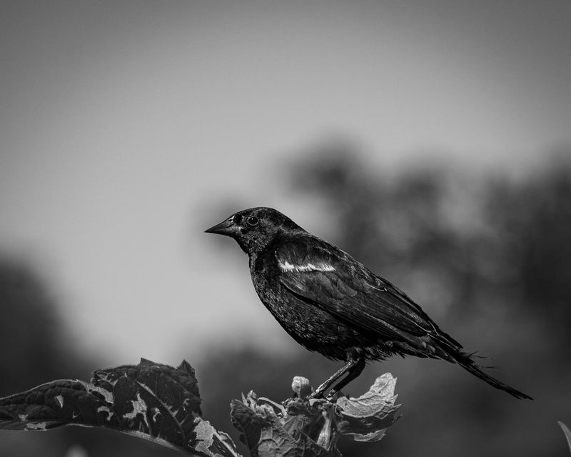 Blackbird