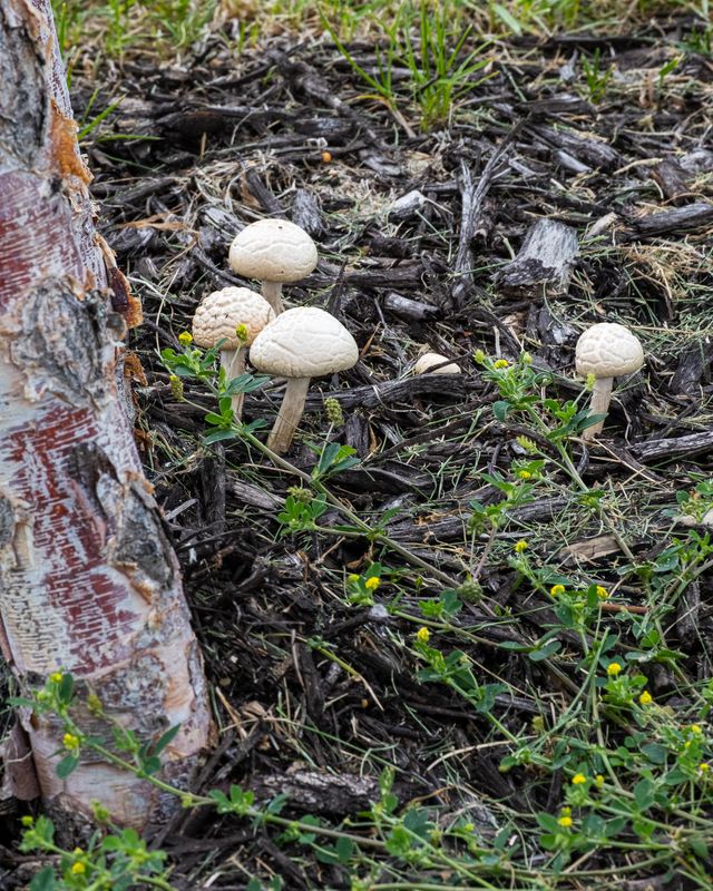 Fungi