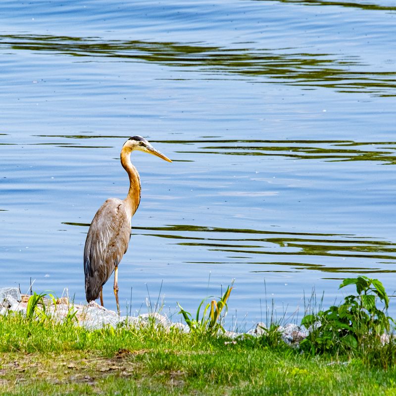 Great Blue Heron In Midday Light