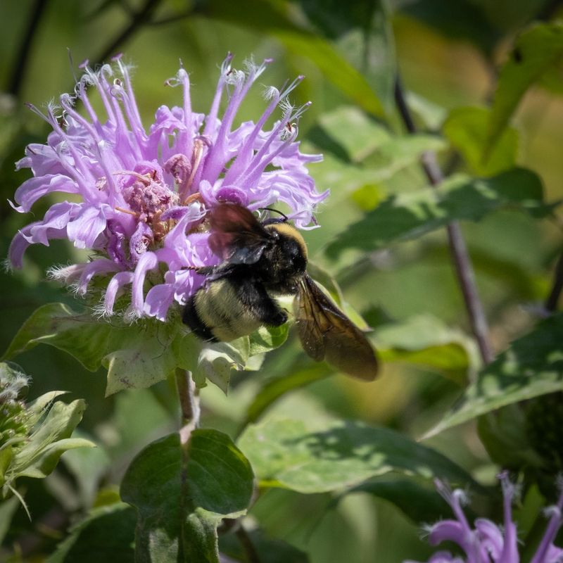 Bumble Bee