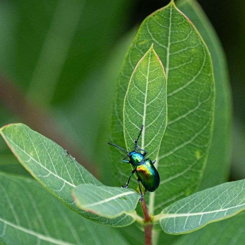 Dogbane Beetle
