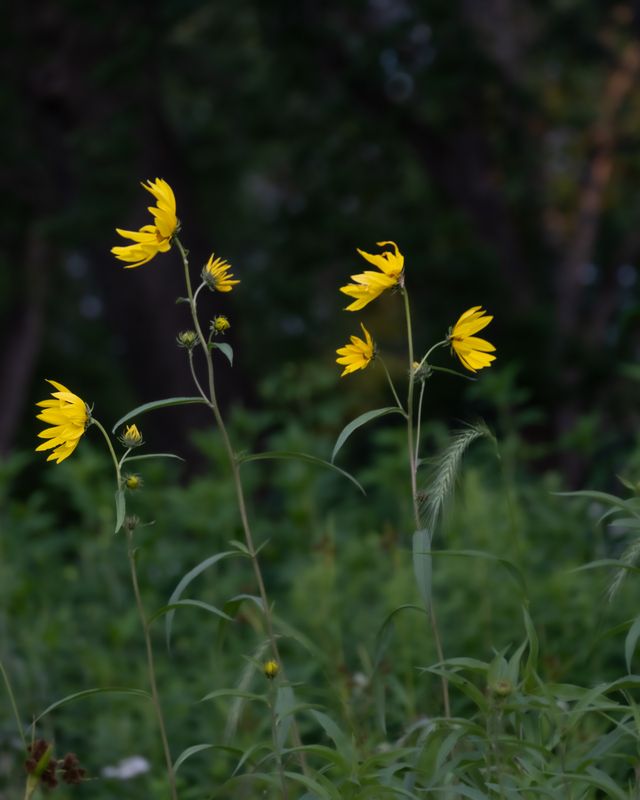 Some Yellow Flowers