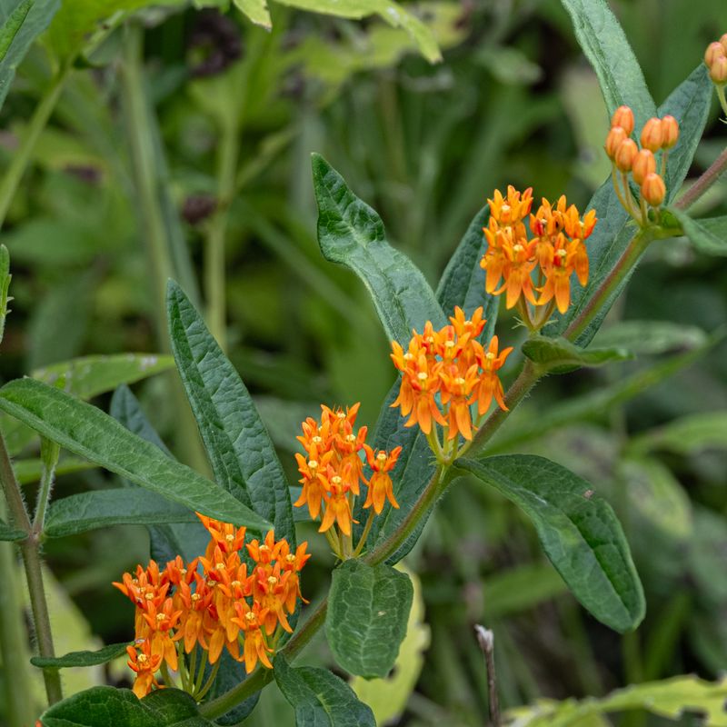 Orange Flowers
