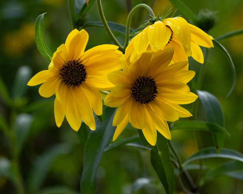 Natural Bouquet