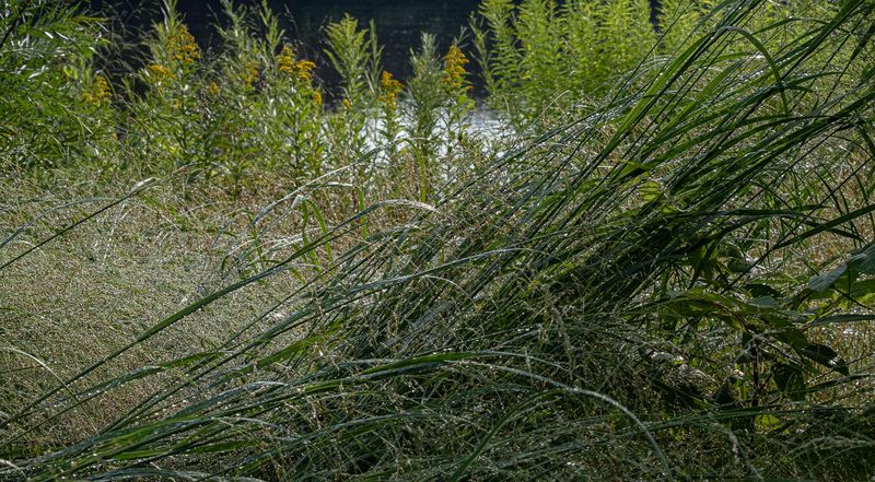 Wet Grasses