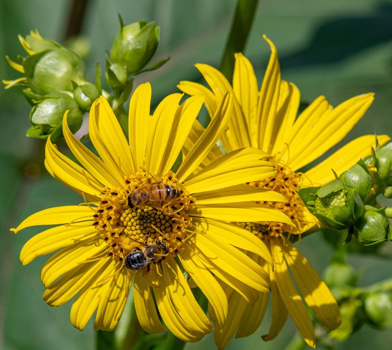 Two Bees