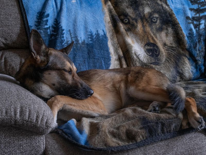 A Lazy Dog