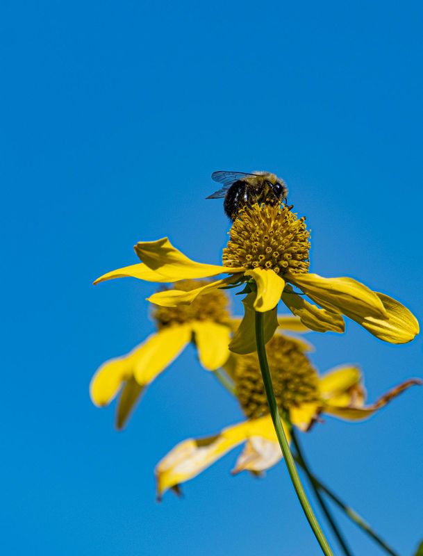 Bee Again