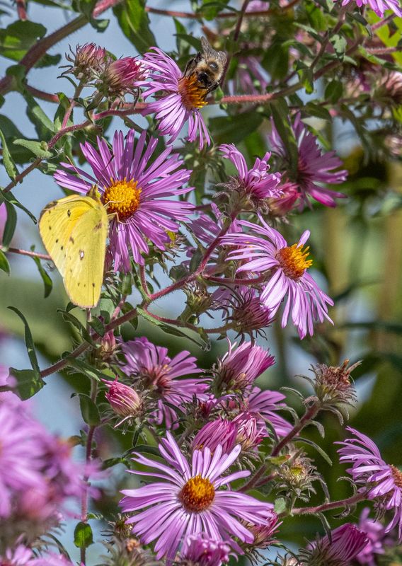 Butterfly and Bee