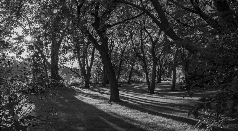 Morning Shadows 