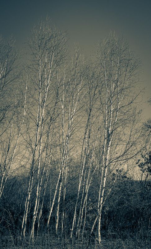 The Leaves Have Fallen