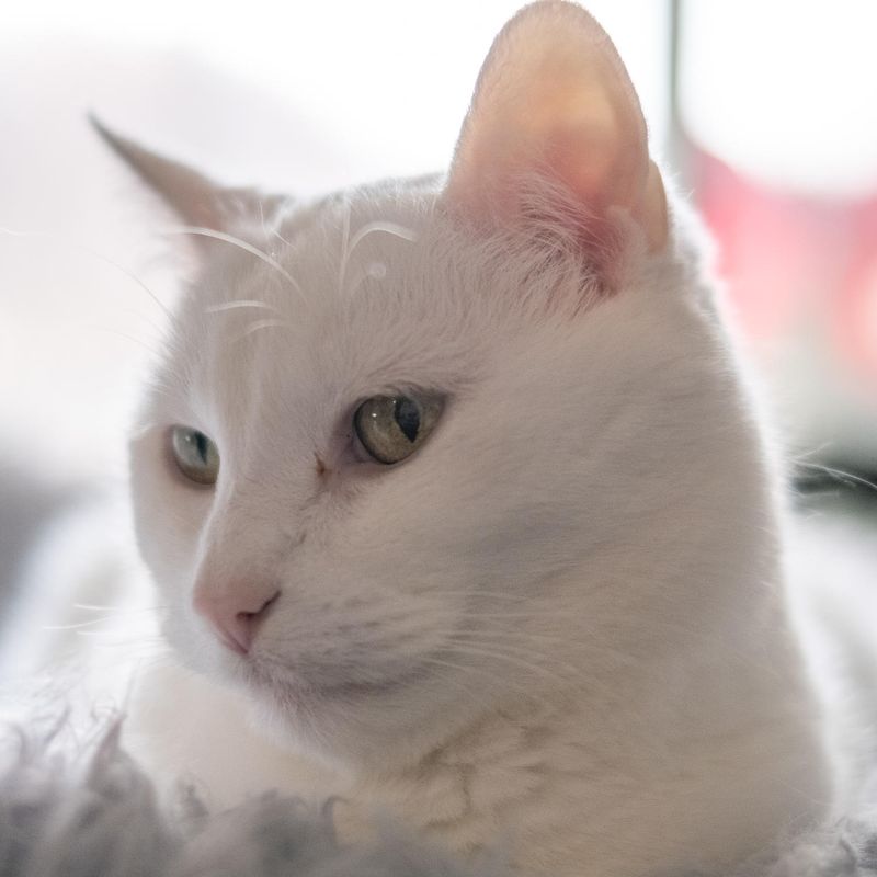 Tia
