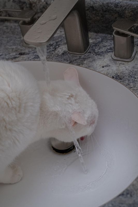 Barley The Cat