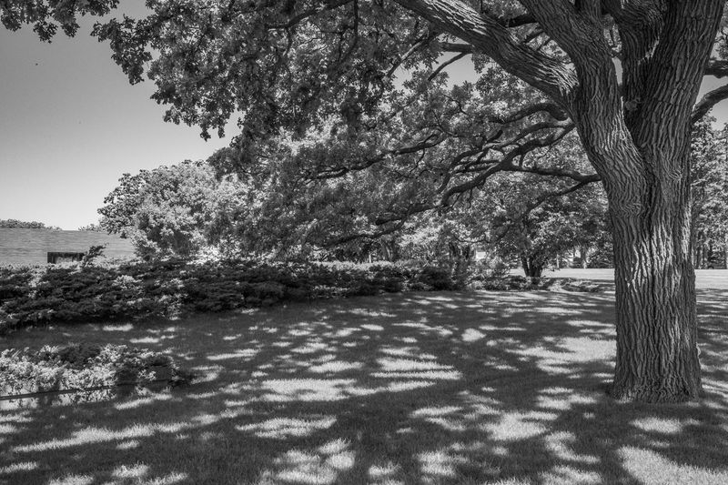 Springtime Shadows