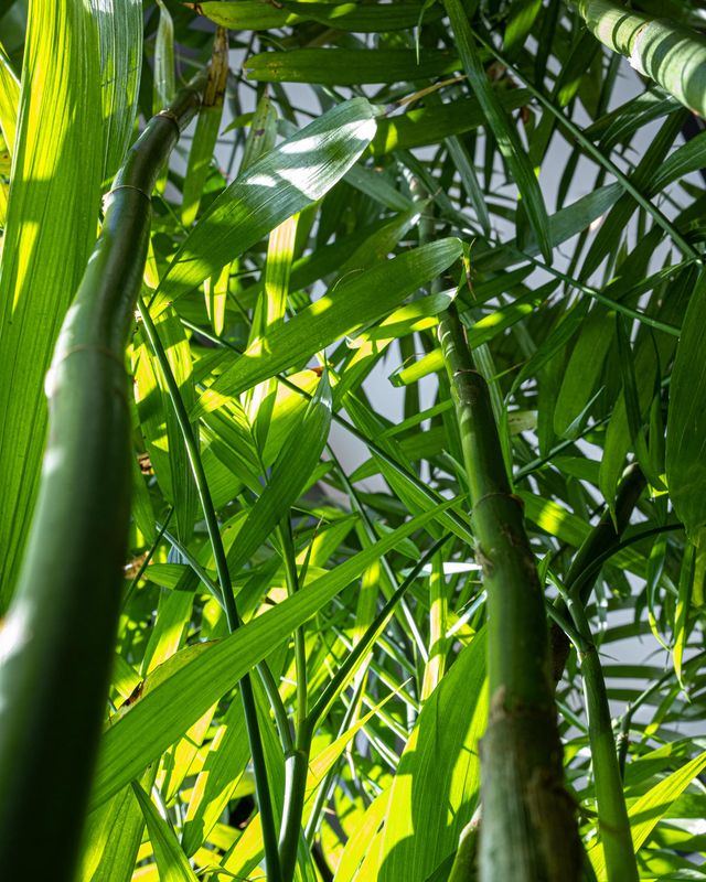 In The Jungle