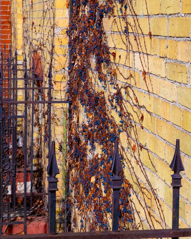 Brickwork and Vine