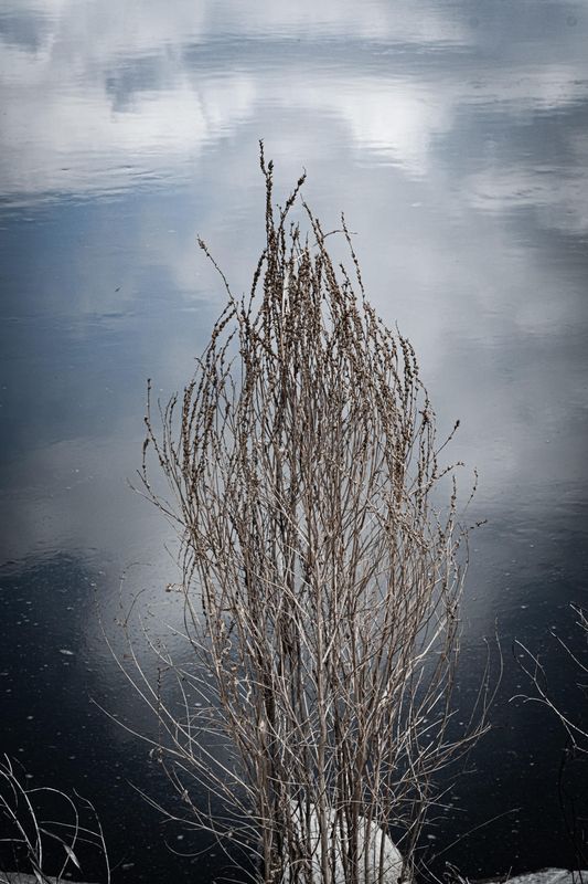 The Natural World
