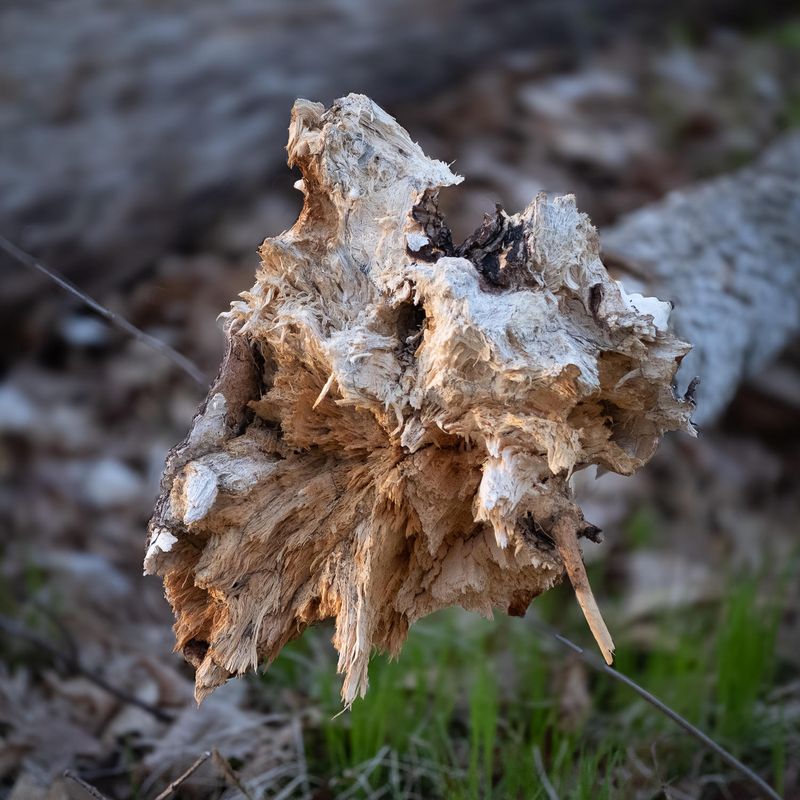 Uprooted