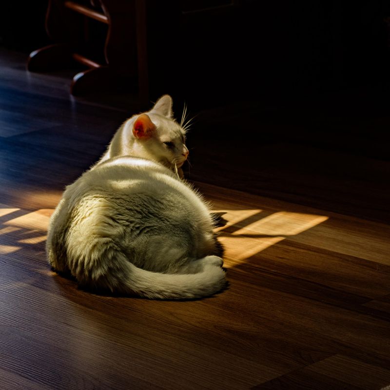 Photo Journal