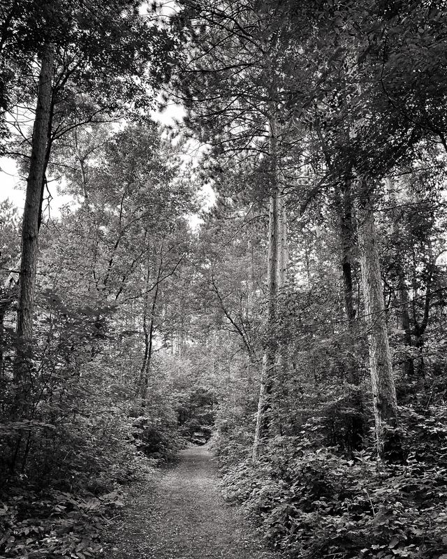 A Woodland Trail