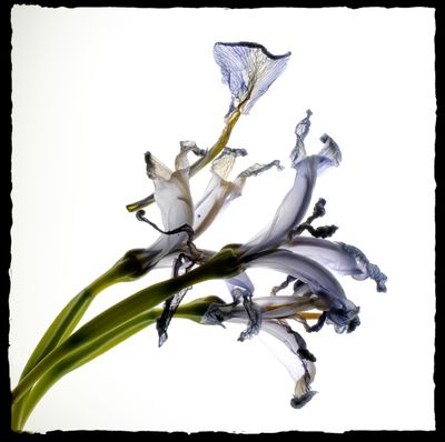 Irises