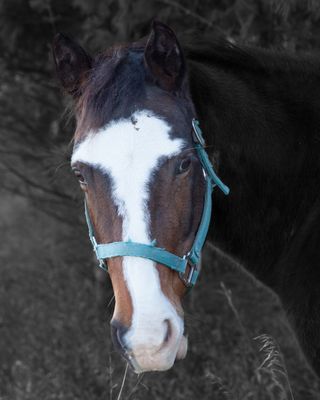 Equine Portrait