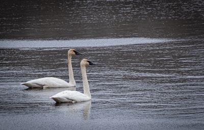 Trumpeter Swans