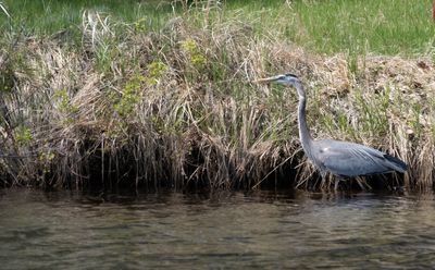 Great Blue Heron