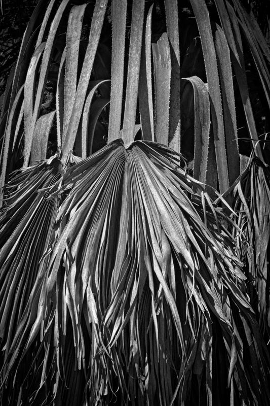 UC Botanical gardens (1).jpg