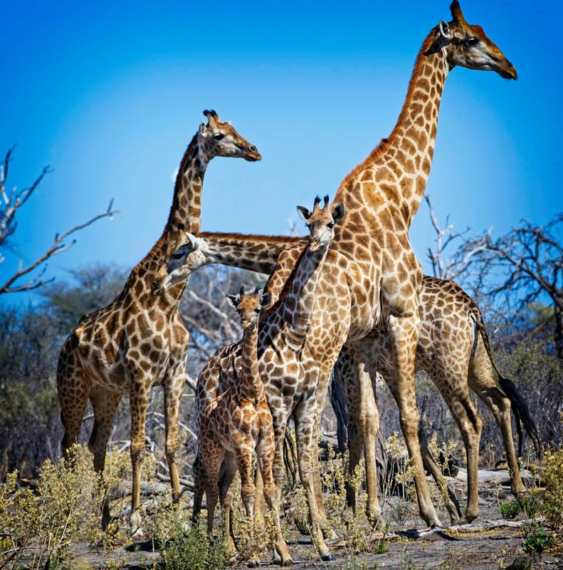 081524 Giraffes 20.jpg
