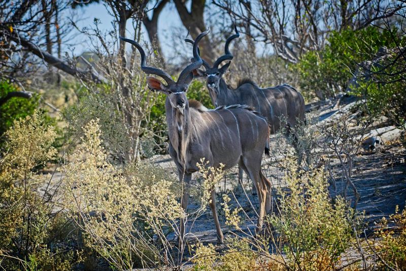 081524 Greater Kudu 1.jpg