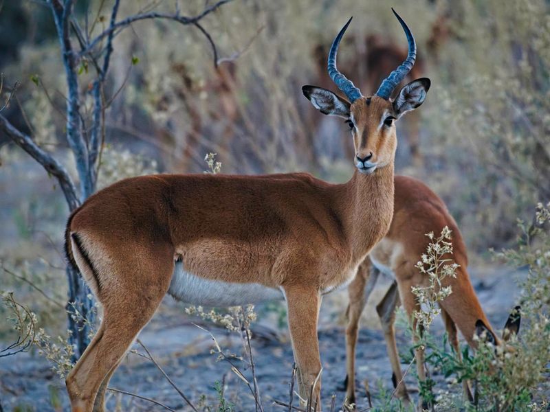 081524 Impala 8.jpg