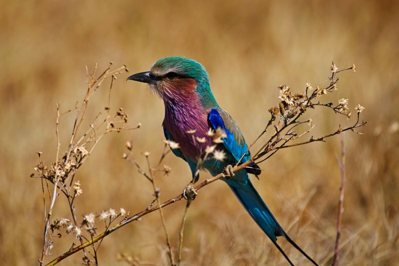 081524 Lilac Breasted Roller 14.jpg