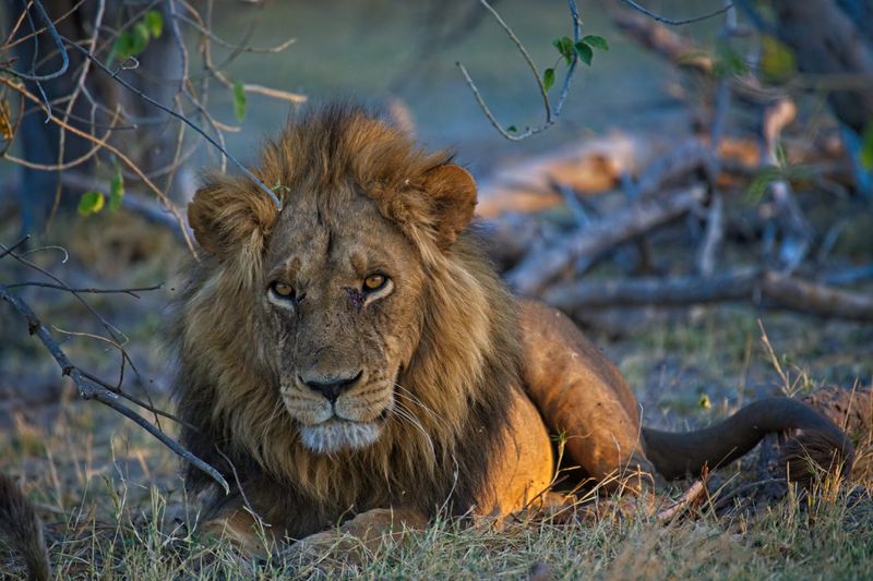 081524 Lion 3 13.jpg