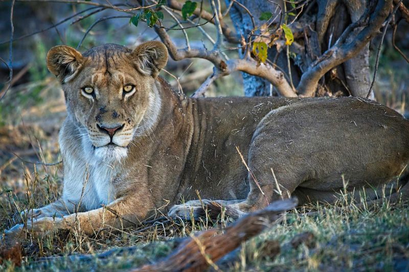 081524 Lion 3 8.jpg