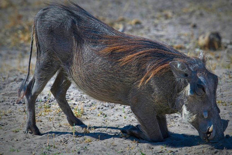 081524 Warthog 12.jpg