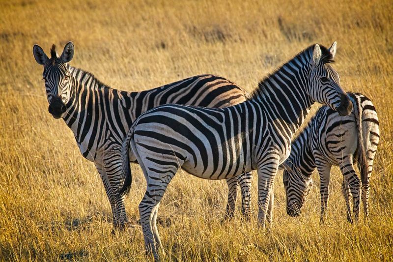 081524 Zebra 29.jpg