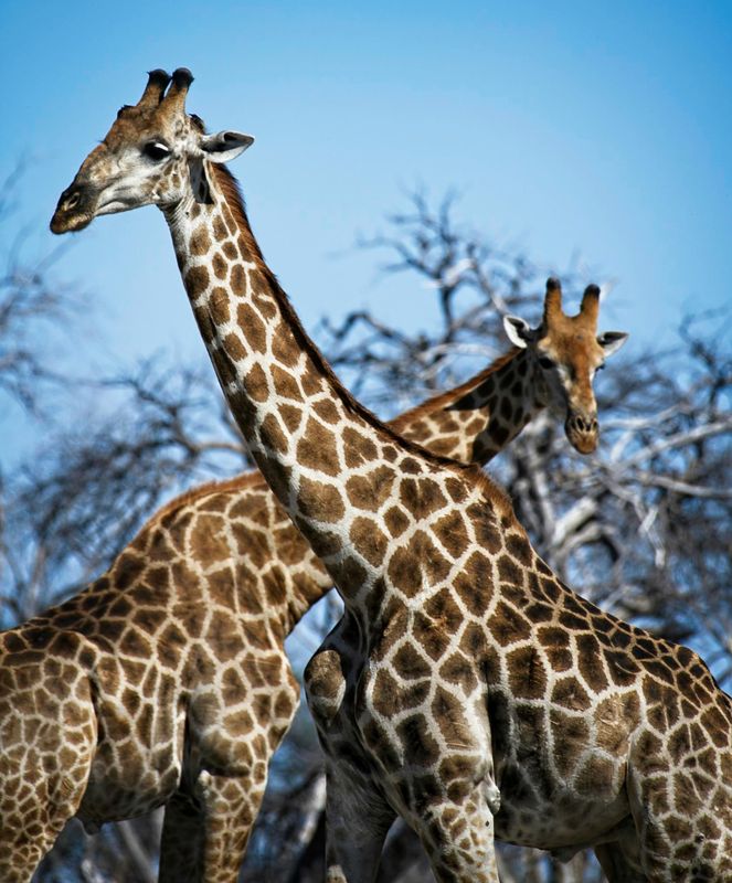 081524 Giraffes 2.jpg