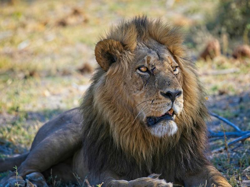 male lion 4 .jpg