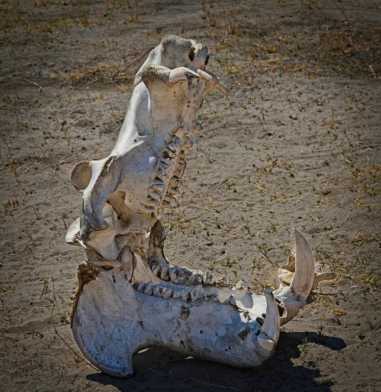 Hippo skull.jpg