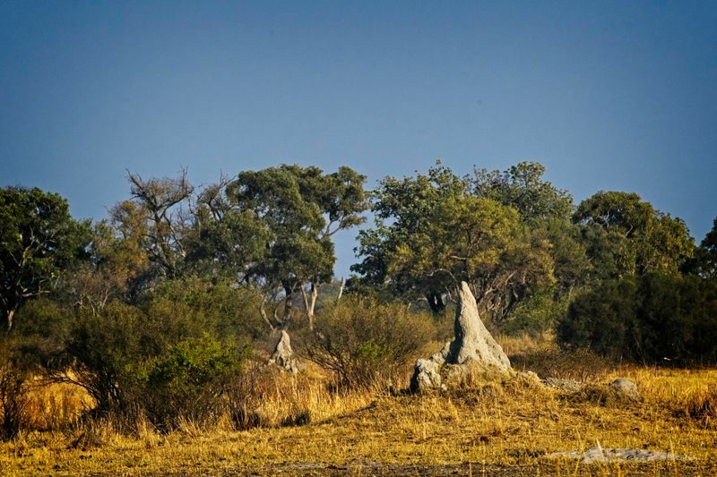 081524 Termite mound landscape.jpg