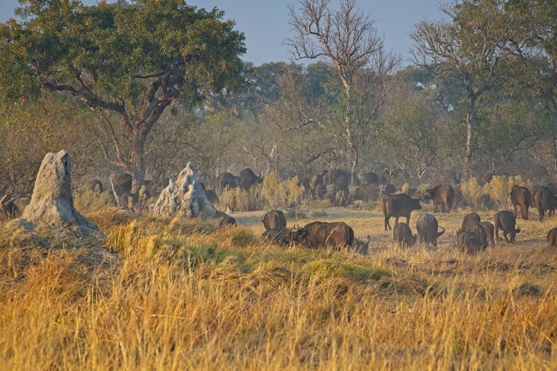 081624 Cape Buffalo herd 11.jpg