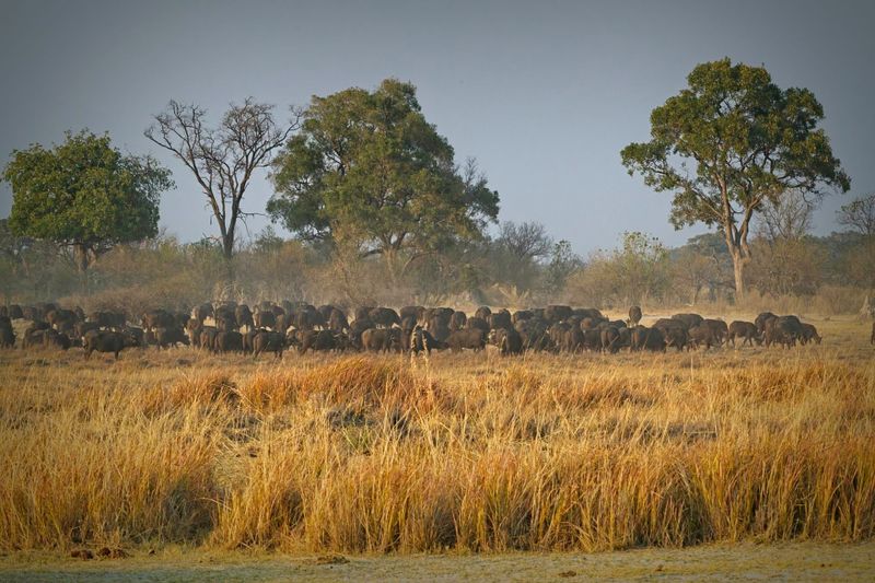 081624 Cape Buffalo herd 3.jpg
